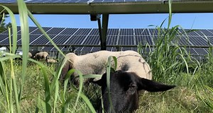 Killer Combo: Agrivoltaics And Community Solar Beat Fossil Fuels