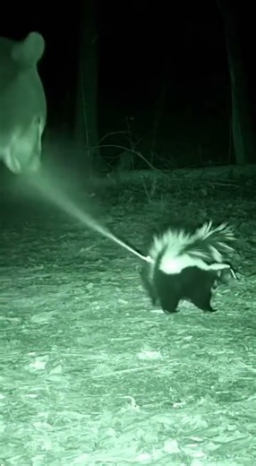 INSTANT REGRET! Bear Sniffs a Skunk 🦨🐻💨