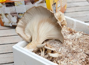 Cultiver les pleurotes