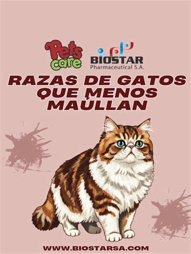 🐱🔇 ¿Buscas un gato más tranquilo? Conoce algunas razas que suelen maullar menos. #Gatos #RazasDeGatos #CatTok #Mascotas