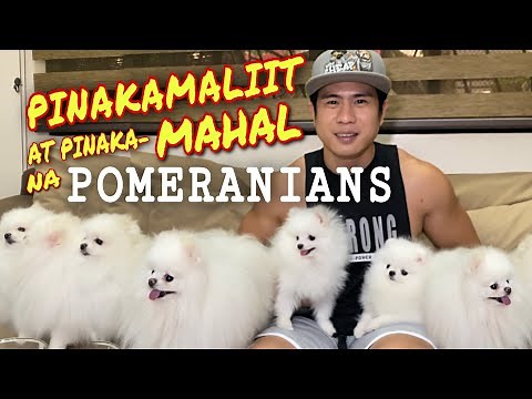 ANG LIIT AT ANG MAHAL • KING OF WHITE POMERANIANS • LEE CHING’S KENNEL • Sam Walastik