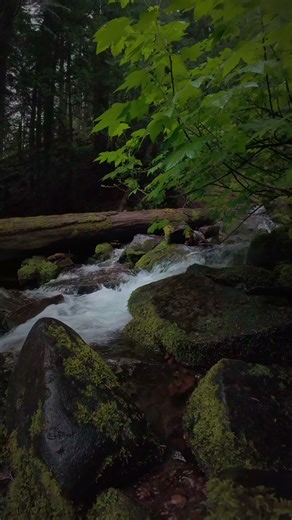 Exploring a Serene Forest Creek Experience