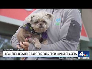 Local shelters help care for dogs displaced by hurricanes | NBC4 Washington