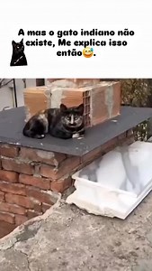 Gato indiano” não existe. É só um gato normal… mas que mora na Índia e age como se fosse uma raça rara #gatos #gatosfofos #cat | peludos e fofinhos
