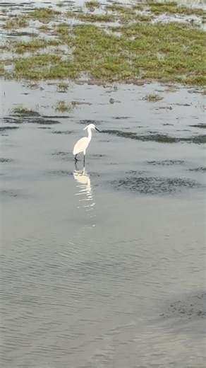 Super Busy Heron Hunting Fish in the Wetland!