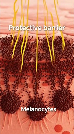 Integumentary System – Structure and Functions of Skin#IntegumentarySystem#SkinAnatomy#HumanBiology