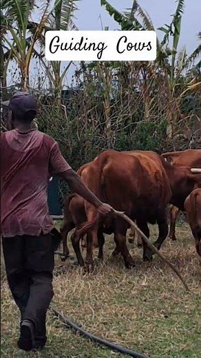 Africa's Most Incredible Cattle Breeds