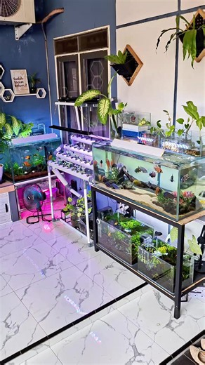 Aquascape Teras Rumah Sore Hari: Relaksasi & Ide Hidroponik
