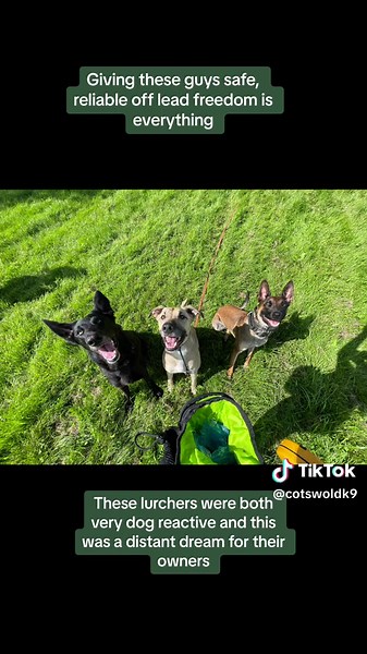 Off lead freedom for two dog reactive lurchers - and what a journey its been. #dog #dogtraining #reactivedog #lurchers #lurcher #sighthound #recallyourdog #recalltraining #recalltrained #offlead #offleaddog