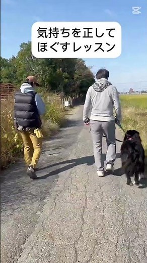 ルークトレーニング #bernesemountaindog #バーニーズマウンテンドッグ #shorts #ショート#大型犬 #dog