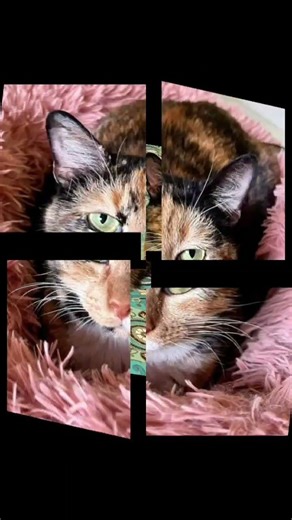 Hi my name is Nutmeg. #safehavenanimalrescue #adoptdontshop