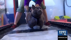 Meet Cinderblock, the 21-pound cat from Bellingham that has gone viral on social media. Cinderblock is on a mission to lose weight. Story: https://bit.ly/2q31v7g | KOMO News