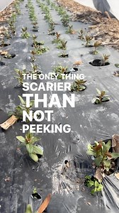 6.1K views · 85 reactions | Biodegradable film, snapdragons, hoops, lightweight row cover, and how to do it all on my website. Comment SHOP and I’ll DM the link to: TheGardenersWorkshoo.com or just hop over! Every resource to learn how and what you need to do it. #gardenersworkshopfarm | The Gardener's Workshop | Facebook