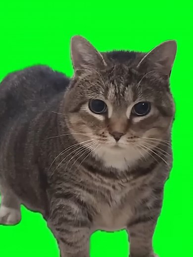 A Origem do Meme do Gato Girando (O I I A)