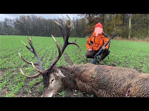 EXCEPTIONAL deer! Wild boars,Deer| Defeated in Poland November 2024 | Shotkam compilation