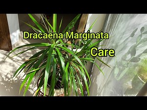 How To Care Dracaena Marginata Plant / Dragon tree / How To Grow Dracaena Marginata Plants