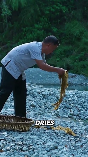 The incredible use of stick barks🤯