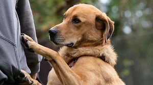 Hund springt an Mensch hoch: Hundeprofi verrät 5 Fehler, die Sie vermeiden sollten