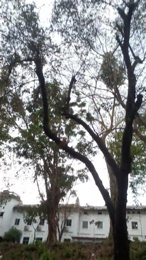 মহান রবের সুন্দর সৃষ্টি দুনিয়া জুড়ে 😍🥰🙏✍️ #viral #nature