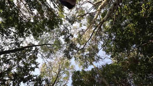 Trees - The silent guardians of our planet