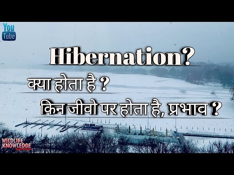 Hibernation kya hota hai | Hibernation का प्रभाव किन पर होता है | What is Hibernation @wildlife