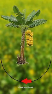 Show me how to pick bananas from a banana tree. #foryouシ #viral #everyone #reels | Jhinuk Easy Lifestyle
