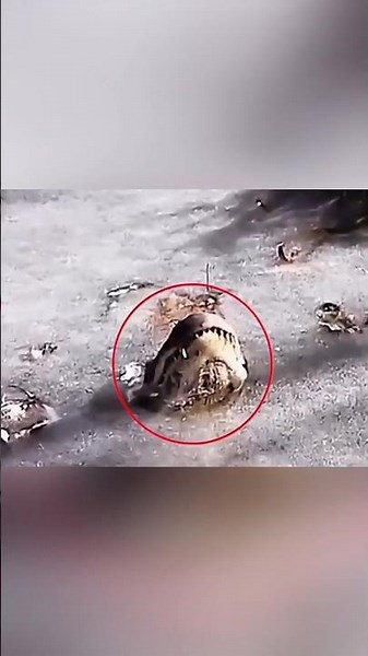 You have never heard this secret about crocodiles frozen in ice 😱🐊 #shorts