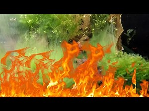 How I Got Rid of String Algae in My Shrimp Tank | Manual Removal, H2O2 Treatment & Plant Strategy