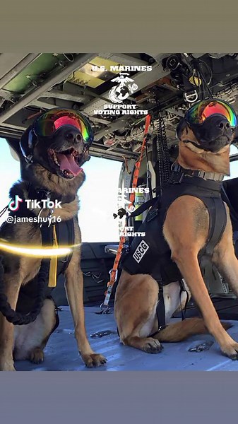 James (@jameshuy16) - Belgian Malinois: The Ultimate Military Working Dog