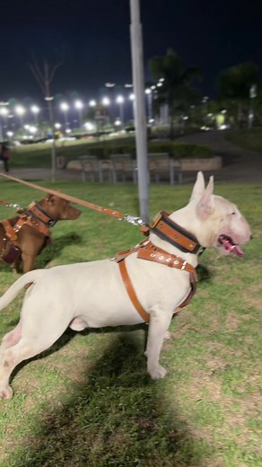 Understanding Bull Terriers: A Comprehensive Guide