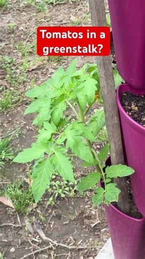 Tomato update in my GreenStalk 🍅🌱