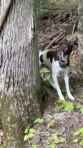 Chipmunk Tricks Hunting Dog - Coco GSP