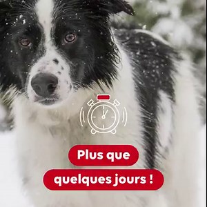Faites un don pour les animaux des refuges avant le 31 décembre et déduisez 66% de votre don sur votre déclaration d’impôt. | 30 Millions d'Amis