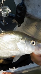 96K views · 802 reactions | On this weekend's show, we're spider rigging for crappie on Green River Lake!  stay tuned. #fishing #kentucky #crappie #fishing #crappiefishing #outdoors | Kentucky Afield | Facebook