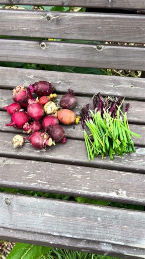 Another spring onion and beetroot harvest. #allotmentgarden #harvest #vegetables #fruit