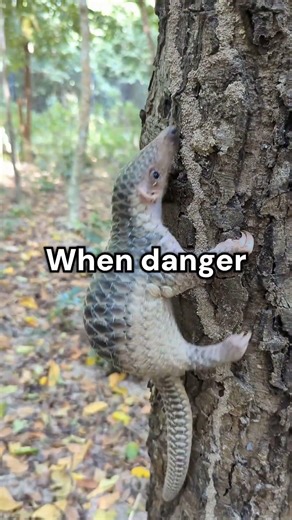 Pangolins are so cute! 🥰🥰🥰