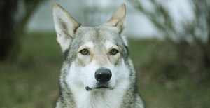 5 Dog Breeds With the Most Wolf DNA (and 4 With the Least)