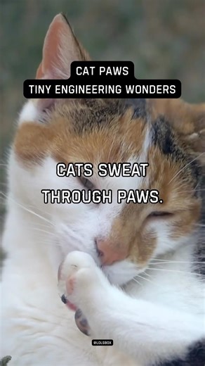 Cats sweat through paws. It’s their primary cooling method.