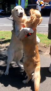 1.6M views · 51K reactions | Two golden retrievers can't wait to see each other at the end of each week to give the longest hugs ever ❤️ | The Dodo | Facebook