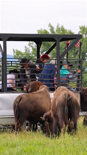 Looking for something fun to do with the crew Thanksgiving week? 🦃 Take a bison tour here at the Harlow Ranch and get up close with our herd! 🦬 ✔️ Handfeed the bison from the ranch truck ✔️ Snap epic mountain photos 🏔️ ✔️ Hear fun behind-the-scenes ranch stories We are closed on Thanksgiving Day but tours available the days before and after Thanksgiving are filling up FAST! Head to our website to book your spot today! 🤩 #bisonranch #thingstodo #thanksgivingweek | Harlow Ranch Bison Company