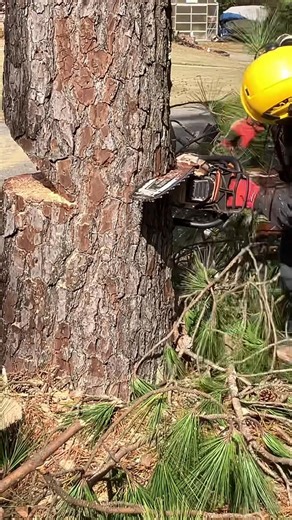 #treeservice #treeremoval #Alabama #treeremovalexperts #birmingham #ToughJobs #treeremovalservice #SafeTreeRemoval | Brothers Tree Service LLC