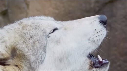 Wolves Howling at the Memphis Zoo
