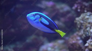 Regal Tang Fish or Palette Surgeonfish or Blue Tang Swimming on Coral Reef