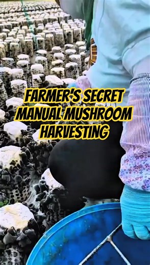 Manual Mushroom Harvesting Tool, Simple But Smart