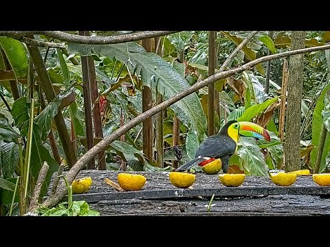 Brilliantly Colored Keel-billed Toucan On The Panama Fruit Feeder – Jan. 3, 2022