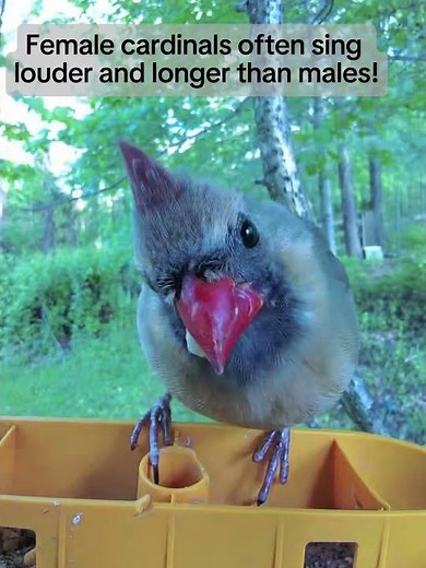🎶 Female Cardinal Singing Beautifully in Nature 🐦❤️