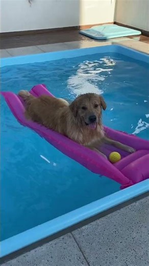 This was Golden retriever facts #animals #goldenretriever #shorts