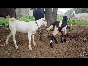 Goat New Video|Natural Goat