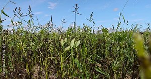 an agricultural field where a ripe crop of beans grows in late summer and early autumn , a field with bean plants food production
