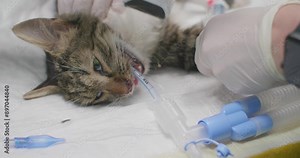 A cat with a bullet wound is being prepared for emergency surgery. The veterinarian shaves the hair off the cat's face at the site of the operation. Prepping a cat with a bullet wound for surgery.